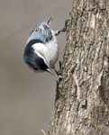 White breasted Nuthatch 0549